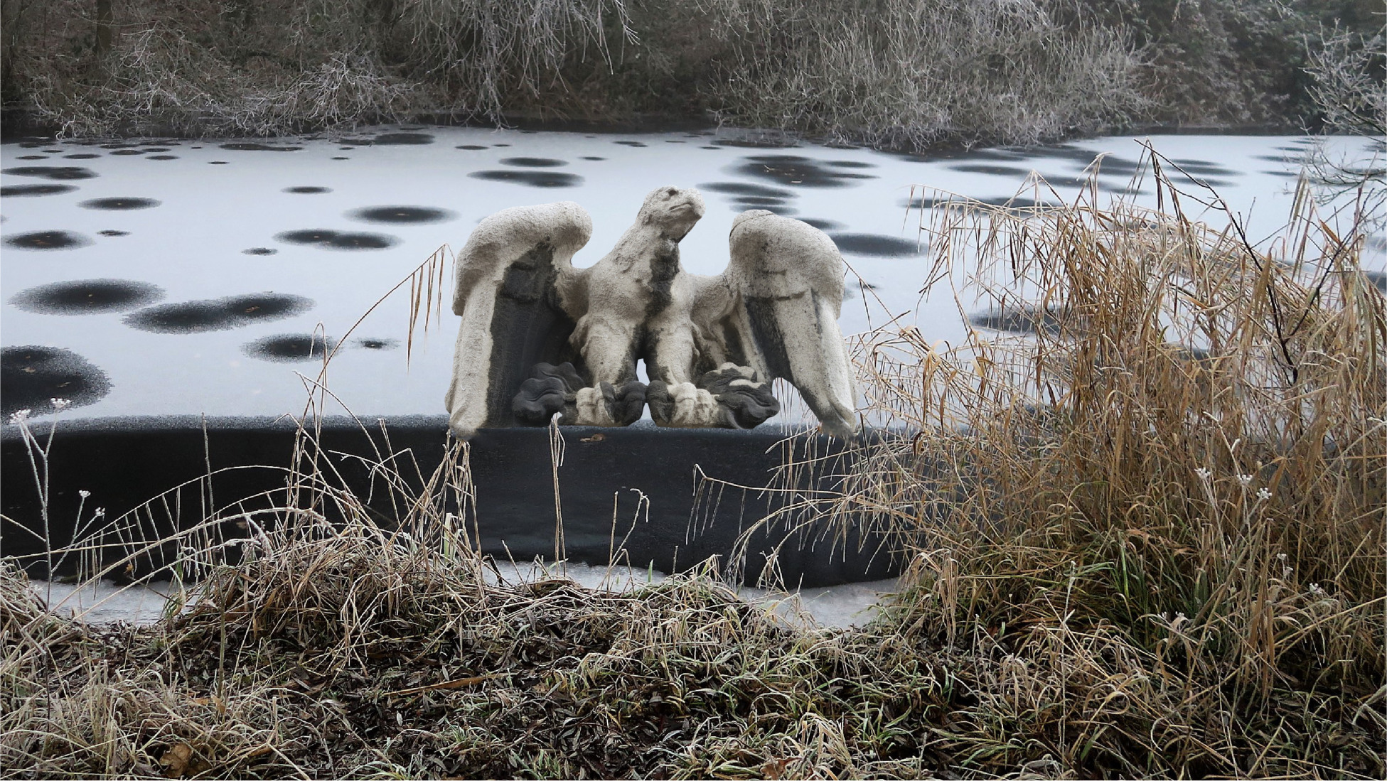 Adler im Eis