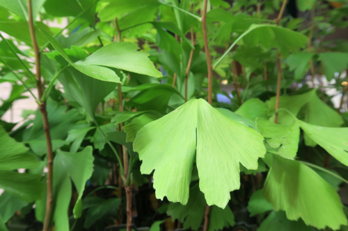 WJG_Ginkgo